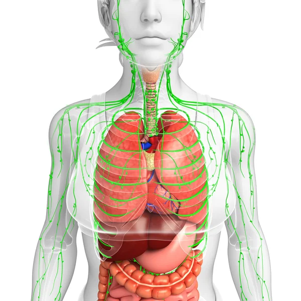 Sistema linfático y digestivo de las ilustraciones del cuerpo femenino —  Fotos de Stock