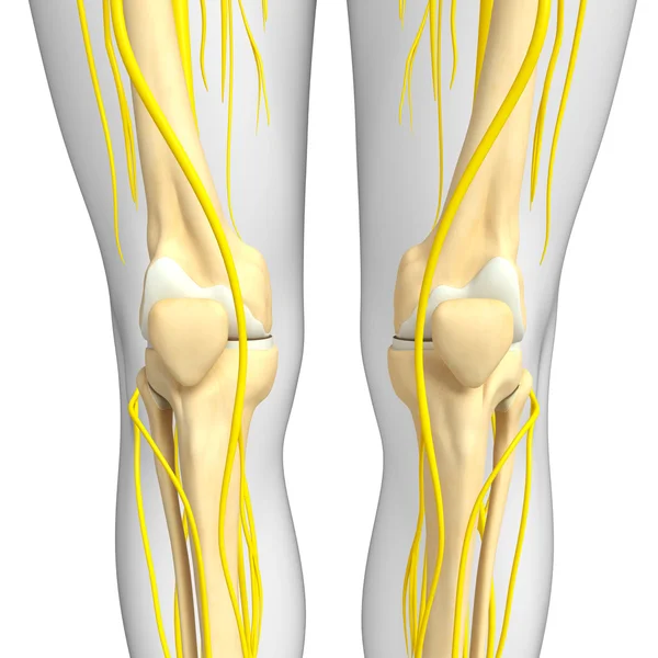 Nervous system and knee skeleton artwork — Stock Photo, Image