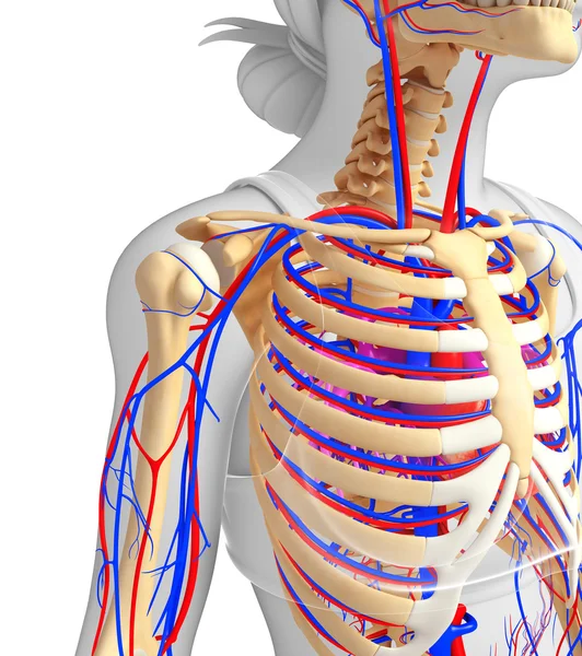 Female skeletal circulatory system — Stock Photo, Image