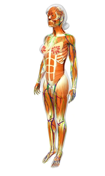 Vrouwelijke spieren anatomie — Stockfoto