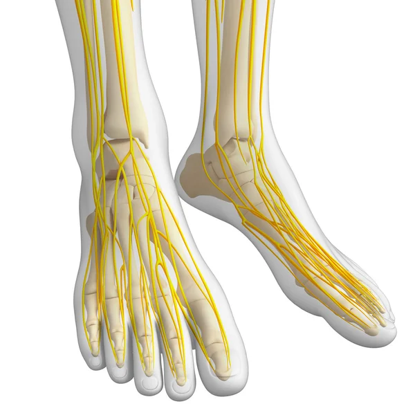 Nervous system of foot skeleton artwork — Stock Photo, Image