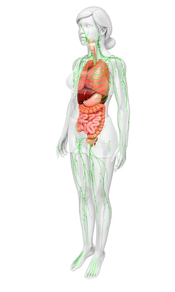 Lymphatic and digestive system of Female body artwork — Stock Photo, Image