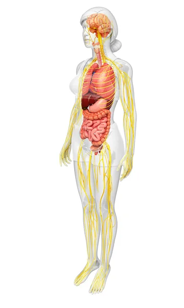 Vrouwelijke skelet met nerveus en spijsverteringsstelsel illustraties — Stockfoto