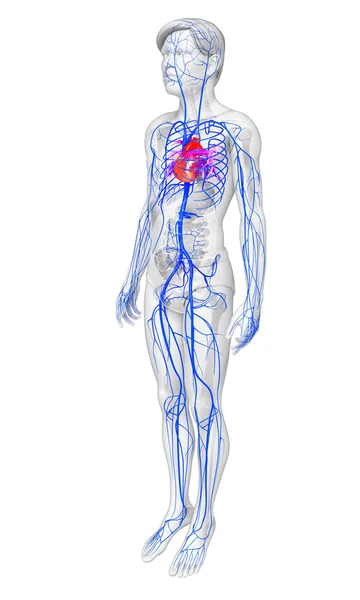 인간의 심장 해부학 — 스톡 사진