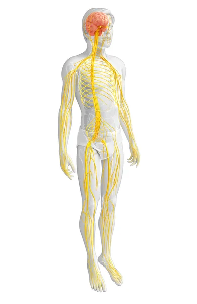 男性的中枢神经系统的图稿 — 图库照片