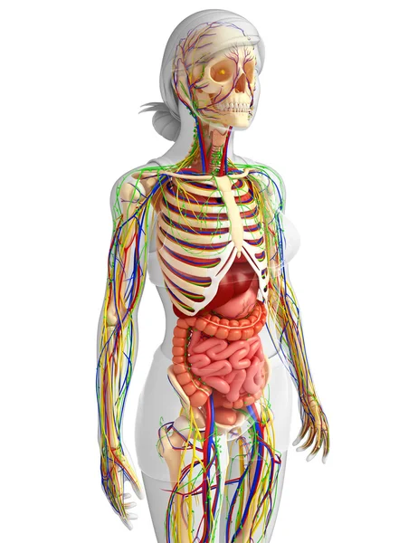 Lymphatic, skeletal, nervous and circulatory system of female bo — Stock Photo, Image