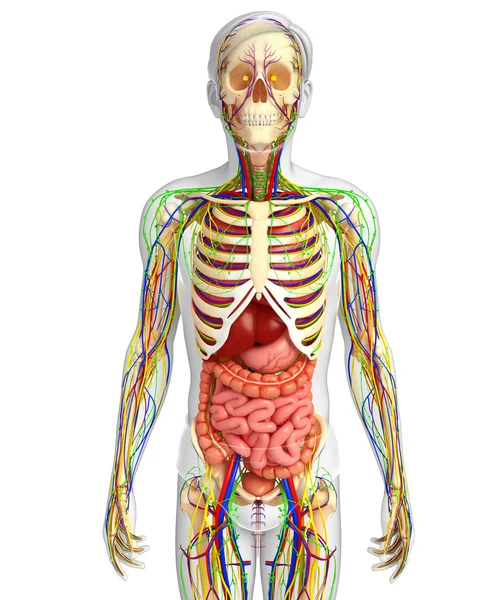 Lymphatic, skeletal, nervous and circulatory system of male anat — Stock Photo, Image