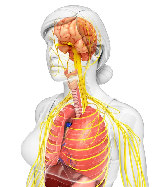 Weiblicher Körper des Nerven- und Verdauungssystems — Stockfoto