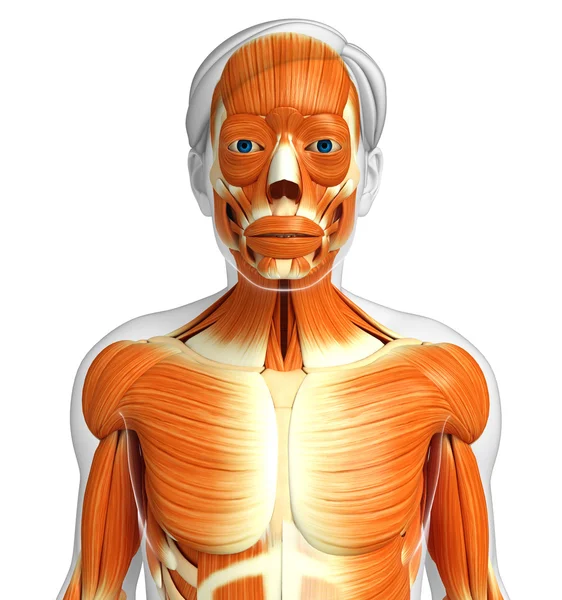 Erkek kas anatomisi — Stok fotoğraf