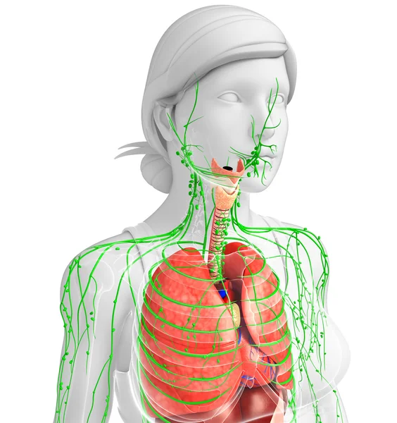 Lymphatic and digestive system of Female body artwork — Stock Photo, Image