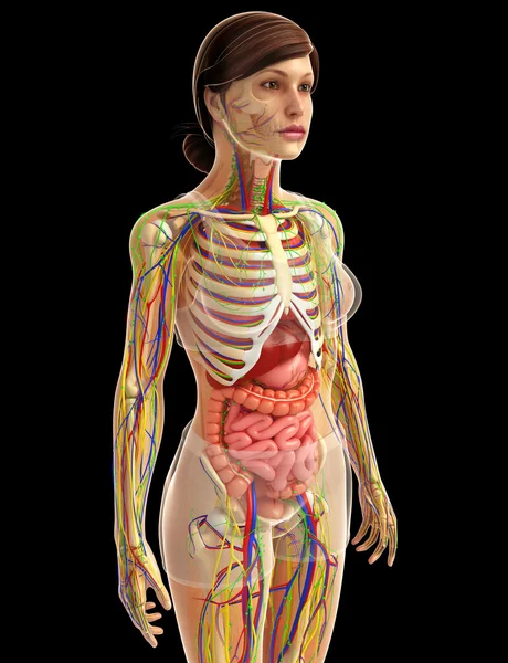 İnsan sindirim sistemi