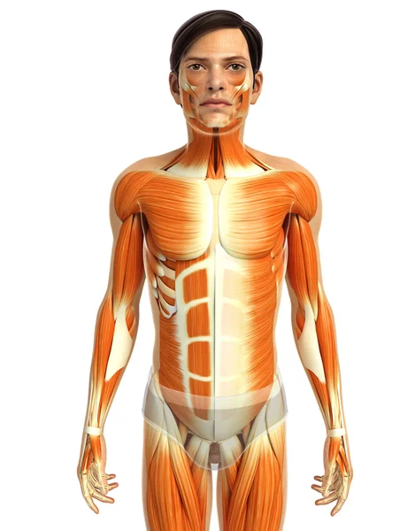 Male muscles anatomy — Stock Photo, Image