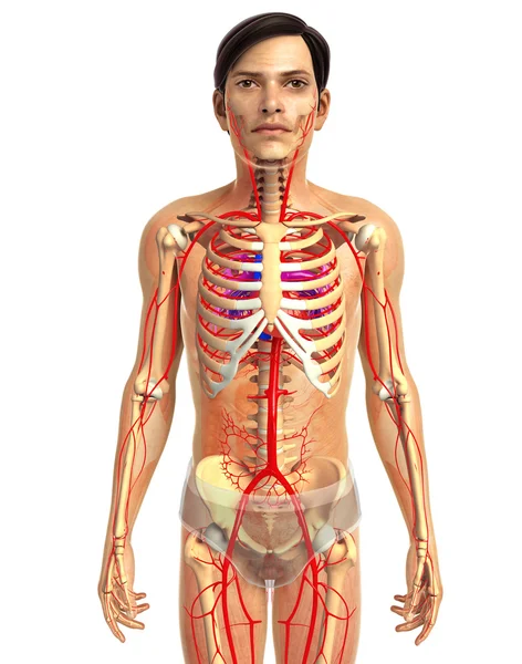 insan kalp anatomisi
