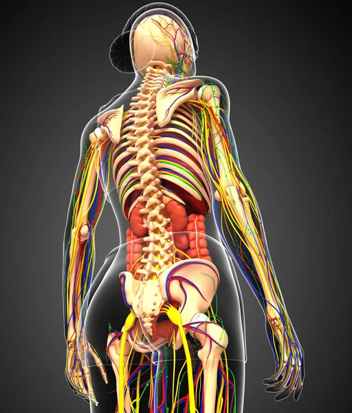 Lymphatic, skeletal, nervous and circulatory system of female bo — Stock Photo, Image