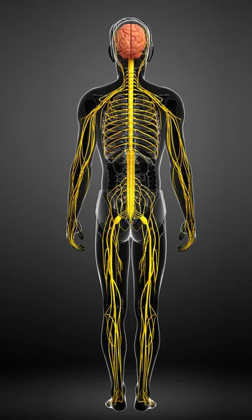 Arte del sistema nervioso masculino — Foto de Stock