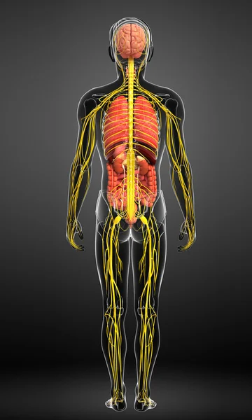 Cuerpo masculino de arte del sistema nervioso y digestivo —  Fotos de Stock