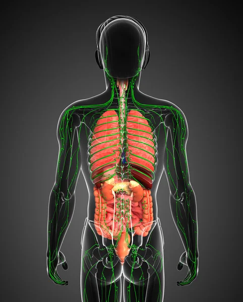 Sistema linfático y digestivo de las ilustraciones corporales masculinas — Foto de Stock