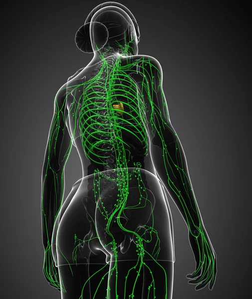 Sistema linfático del cuerpo femenino — Foto de Stock