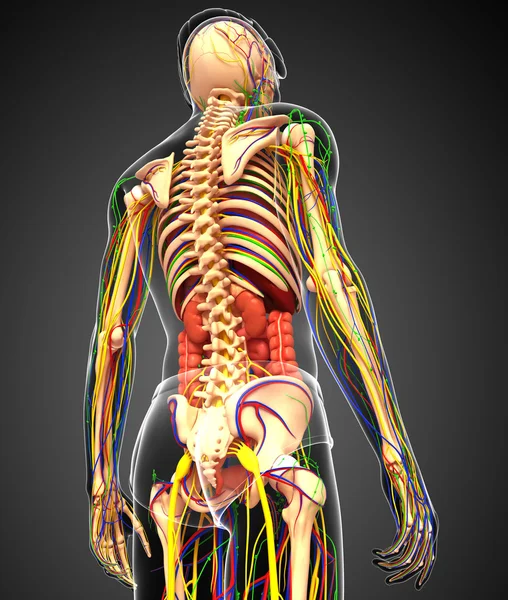 Lymphatic, skeletal, nervous and circulatory system of male anat — Stock Photo, Image