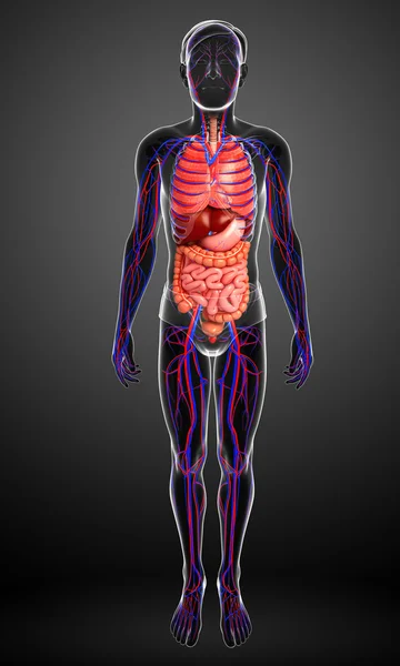 Sistema digestivo y circulatorio del cuerpo masculino — Foto de Stock