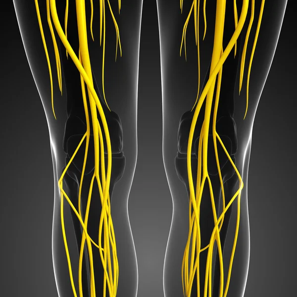 Rodilla humana sistema nervioso ilustraciones — Foto de Stock