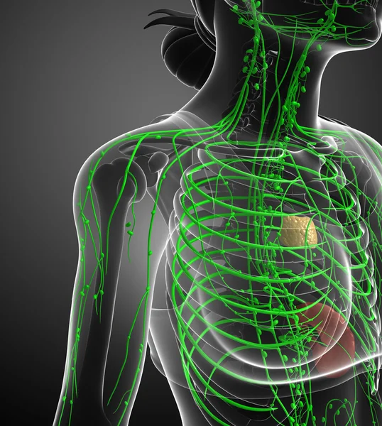 Nyirokrendszer női test — Stock Fotó