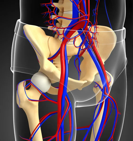 Кровеносная система тазового пояса человека — стоковое фото