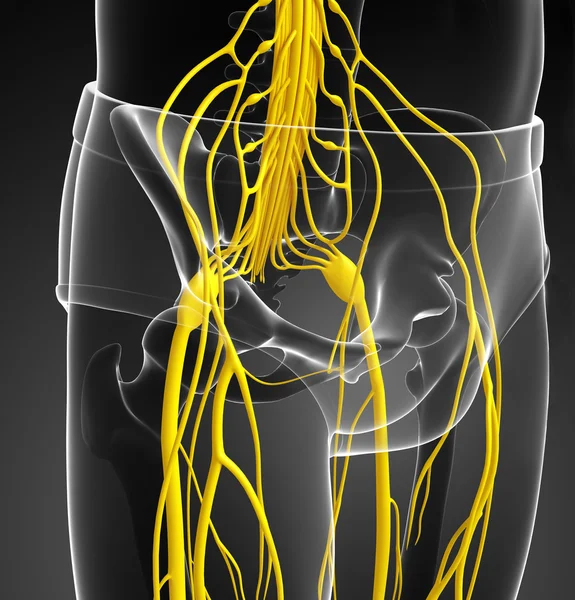 Faja pélvica masculina sistema nervioso ilustraciones —  Fotos de Stock