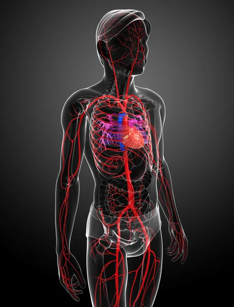남성 동맥 시스템 — 스톡 사진