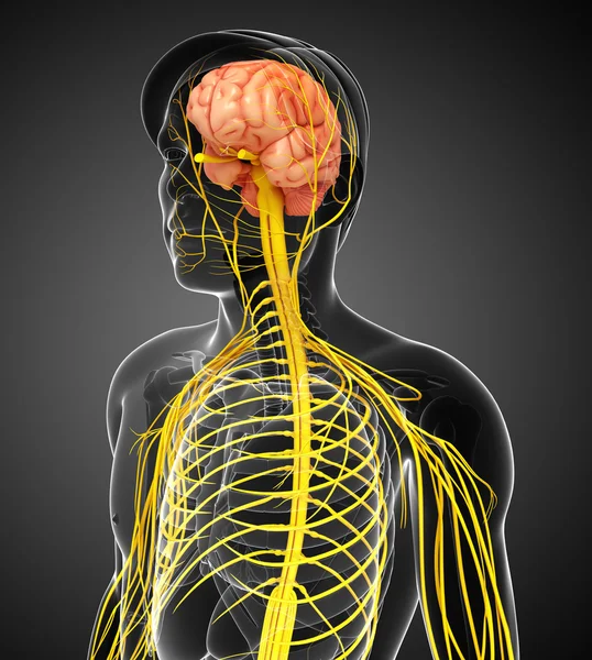 Męski układ nerwowy grafika — Zdjęcie stockowe