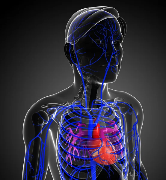 Human heart anatomy — Stock Photo, Image