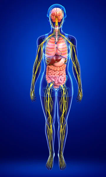 Kvinnliga kroppen av nervsystemet och matsmältningssystemet konstverk — Stockfoto