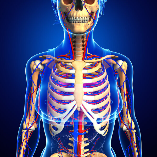female skeletal circulatory system