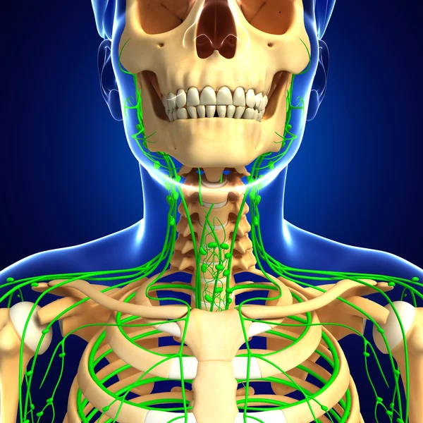 Lenfatik sistem erkek iskelet sanat