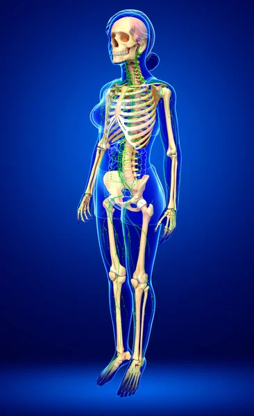 Lymphsystem des weiblichen Skeletts — Stockfoto