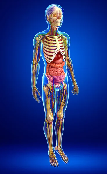Lenfatik, iskelet, sinir ve erkek anat dolaşım sistemi