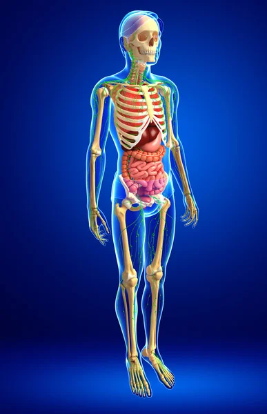 Sistema linfático, esquelético y digestivo de las ilustraciones corporales masculinas — Foto de Stock