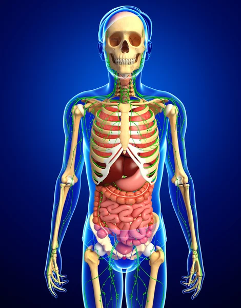 Лимфатическая, скелетная и пищеварительная системы мужского тела произведения искусства — стоковое фото