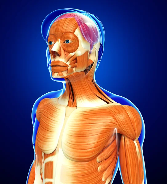 Anatomía muscular masculina — Foto de Stock