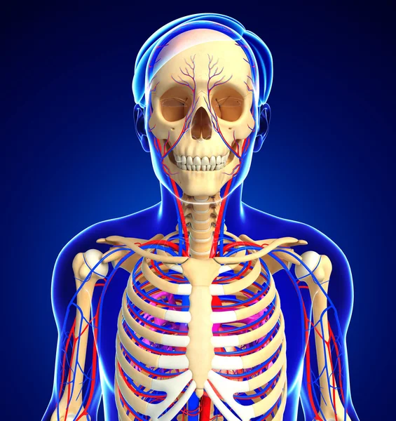 erkek iskelet dolaşım sistemi