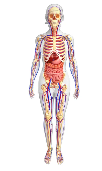 Esquelético, digestivo y circulatorio femenino — Foto de Stock