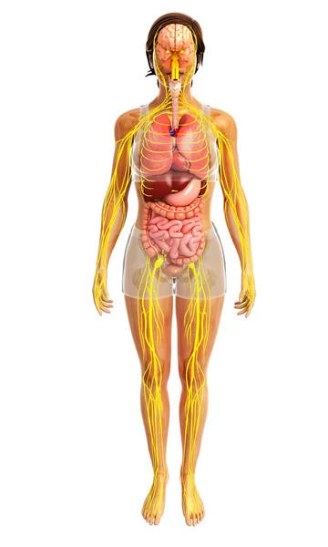Female body of Nervous and digestive system artwork — Stock Image Female body of Nervous and digestive system artwork Royalty Free Stock Images