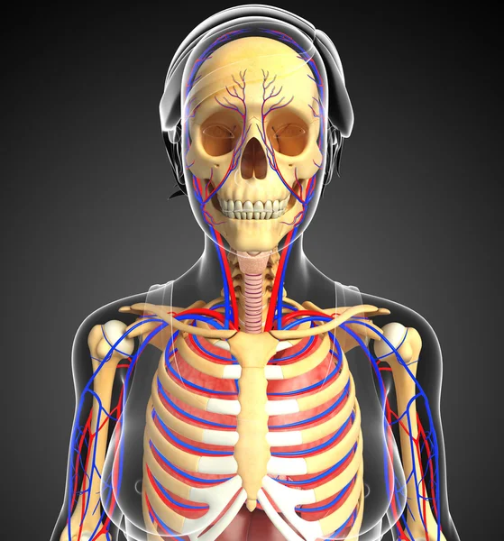 Female skeletal and circulatory system — Stock Image Female skeletal and circulatory system Stock Picture
