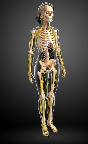 Nervous system and female skeleton artwork — Stock Image Nervous system and female skeleton artwork Stock Picture