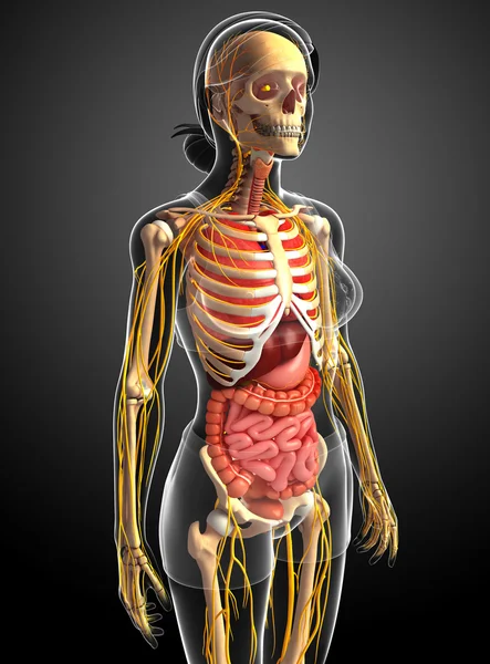 Female skeleton with nervous and digestive system artwork — Stock Image Female skeleton with nervous and digestive system artwork Royalty Free Stock Photos