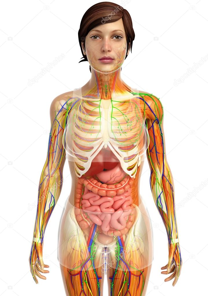 Lymphatic, skeletal, nervous and circulatory system of female bo