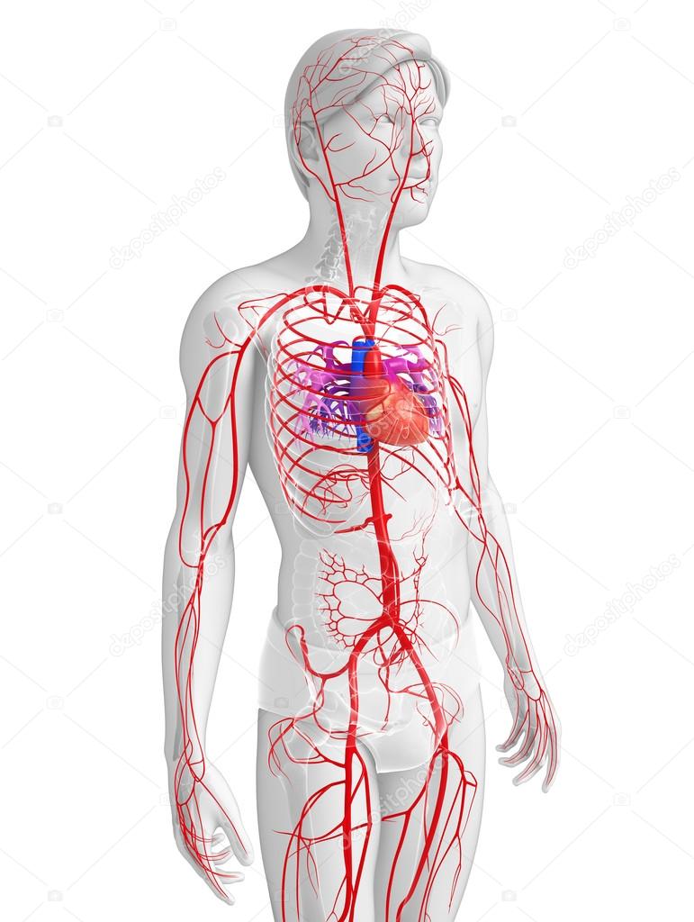 Male arterial system