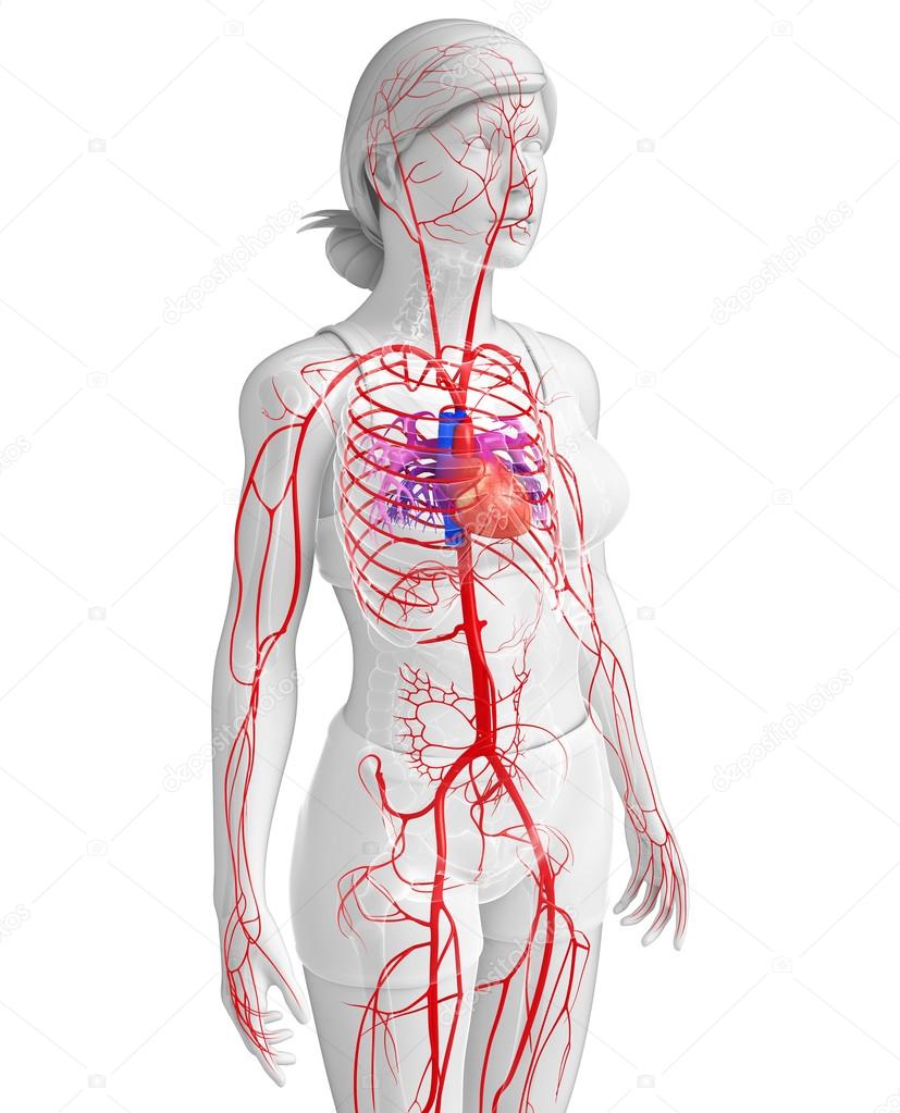 Female arterial system