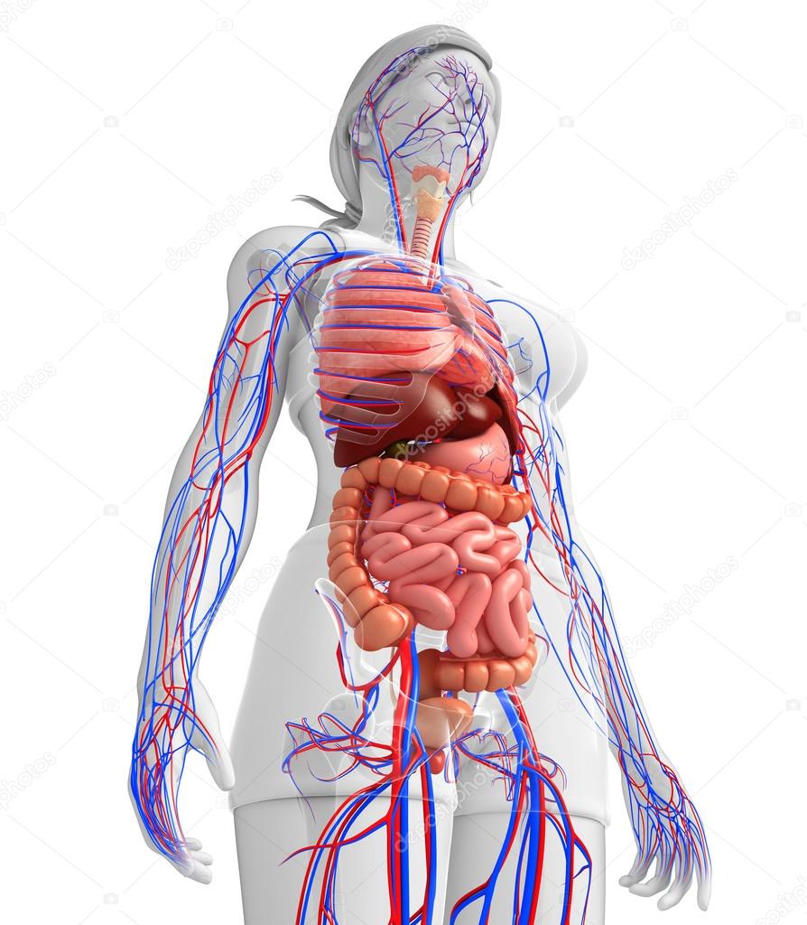 Digestive and circulatory system of female  body