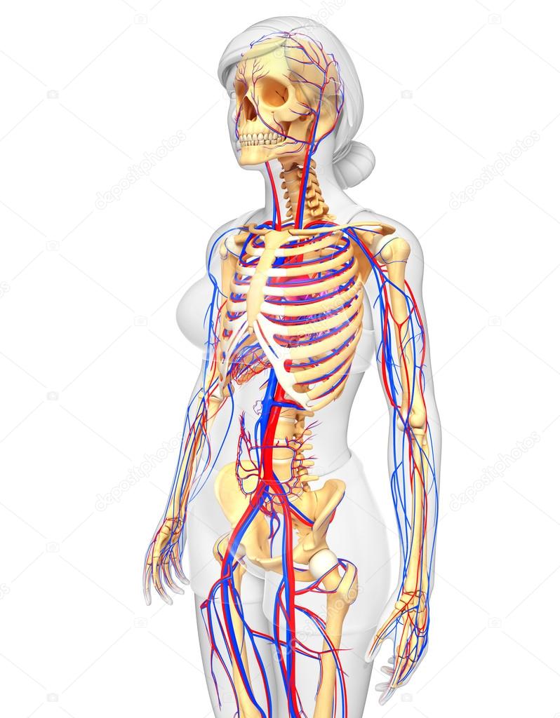female skeletal circulatory system